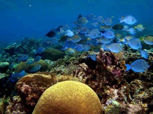 coral_reef_activity